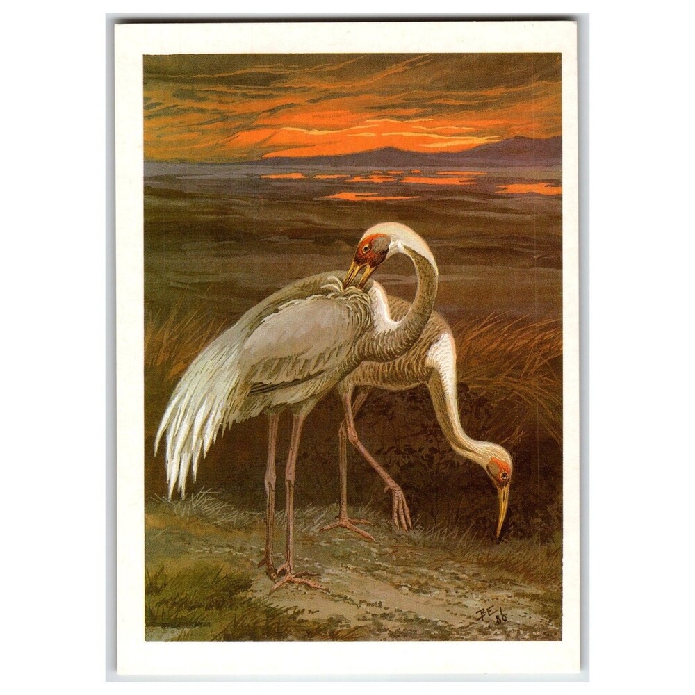 Vintage Daurian Cranes Sunset Art Postcard 1987 Russian Wildlife Birds